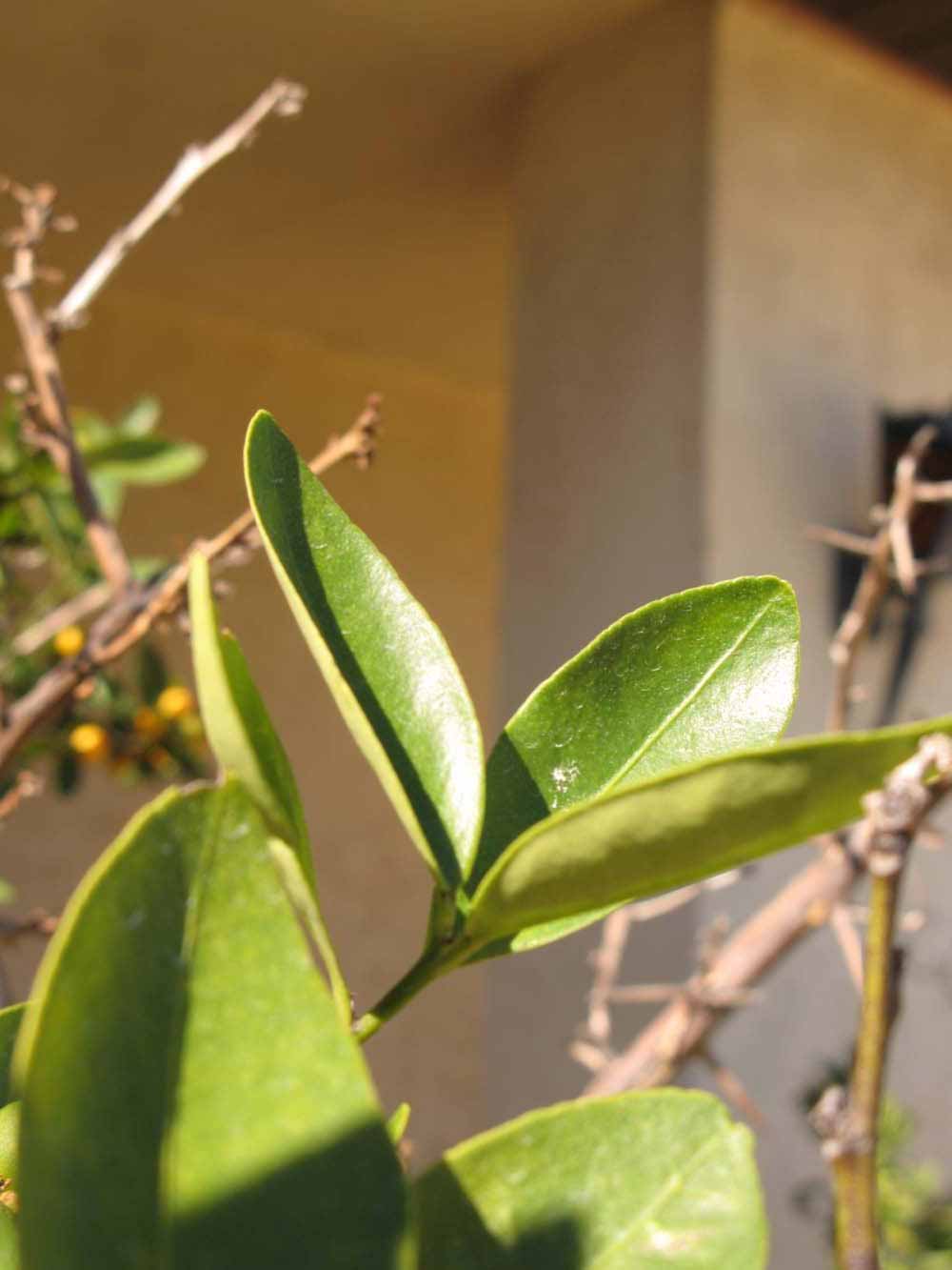            Sun leaves (Winter Haven, FL)   